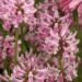 Czyściec 'Pink Cotton Candy' (Stachys officinalis)