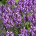 Czyściec 'Ukkie' (Stachys)