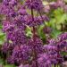 Szałwia 'Purple Rain' (Salvia verticilata)