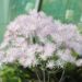 Rutewka orlikolistna 'The Cloud' (Thalictrum aquilegiifolium)