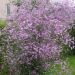 Thalictrum delavayi ‘Splendide’ (Rutewka Delavay'a)