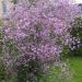 Rutewka Delavay'a 'Splendide' (Thalictrum delavayi)