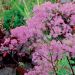 Rutewka orlikolistna 'Black Stockings' (Thalictrum actaeifolium)