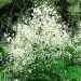 Rutewka Delavay'a 'Splendide White' (Thalictrum delavayi)