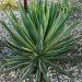 Juka 'Variegata' 2l (Yucca gloriosa)