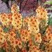 Dziewanna 'Honey Dijon' (Verbascum hybrida)