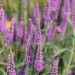 Veronica spicata 'First Match' (Przetacznik kłosowy)