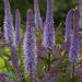 Przetacznikowiec 'Cupid' (Veronicastrum virginicum)