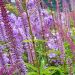 Przetacznikowiec 'Adoration' 2l (Veronicastrum virginicum)