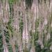 Przetacznikowiec 'Pink Glow' (Veronicastrum virginicum)