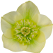 Ciemiernik VIV Collection LUCREZIA (Helleborus)