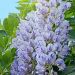 Glicynia kentucka 'Blue Moon' (Wisteria macrostachya)