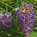 Glicynia amerykańska 'Longwood Purple' (Wisteria frutescens)
