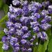 Glicynia kwiecista 'Violacea Plena' (Wisteria floribunda)