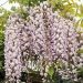 Glicynia kwiecista 'Kuchi-Beni' (Wisteria floribunda)