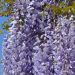 Glicynia kwiecista niebieska (Wisteria floribunda)