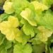 Żurawka 'World Caffe Romano' (Heuchera)
