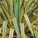 Yucca filamentosa 'Bright Edge' 2l(Juka karolińska)