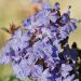 Zawciągowiec (Ceratostigma griffithii)