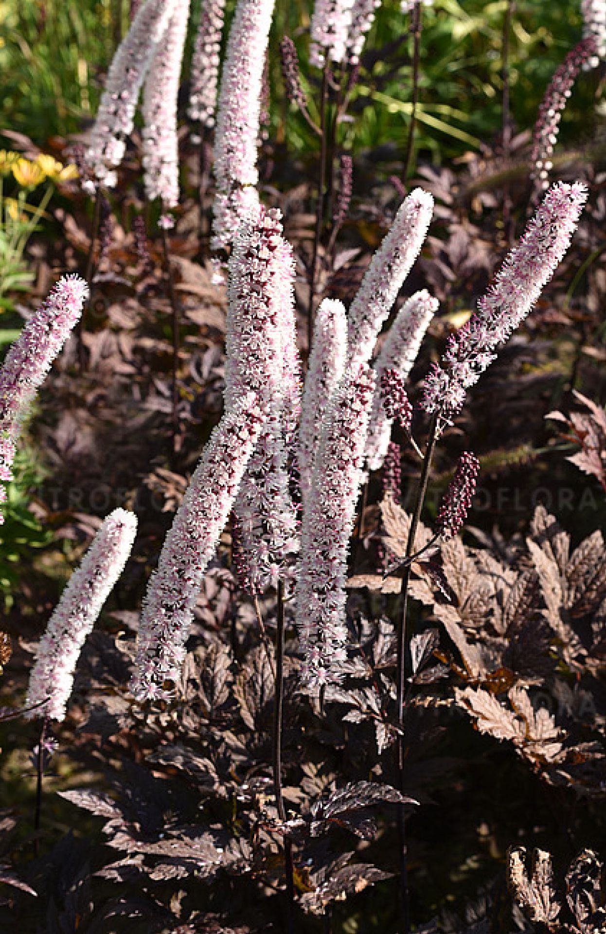 Клопогон pink spike фото