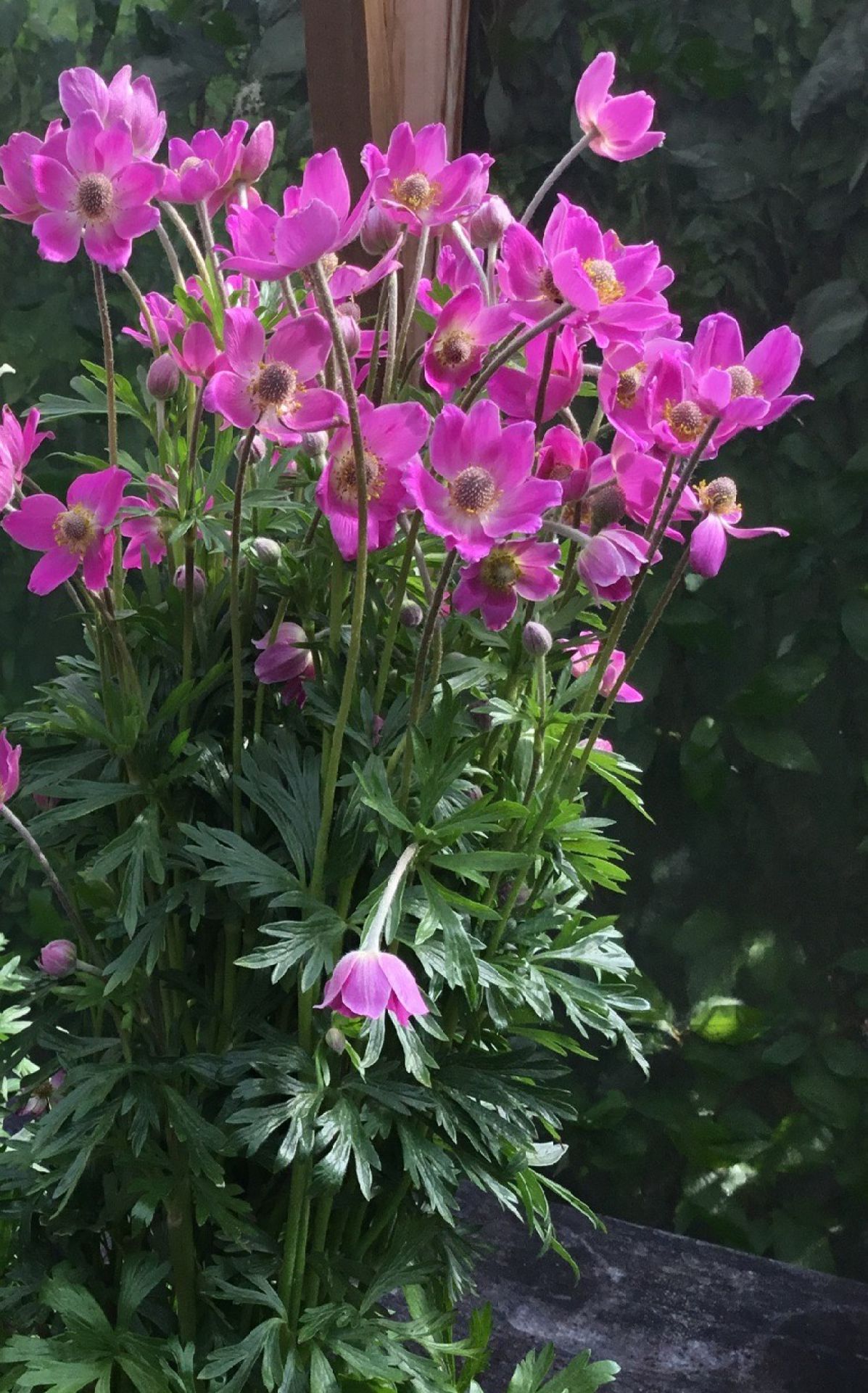 Anemone X hybrida 'Spring Beauty Pink' (Zawilec mieszańcowy) - - Byliny ...