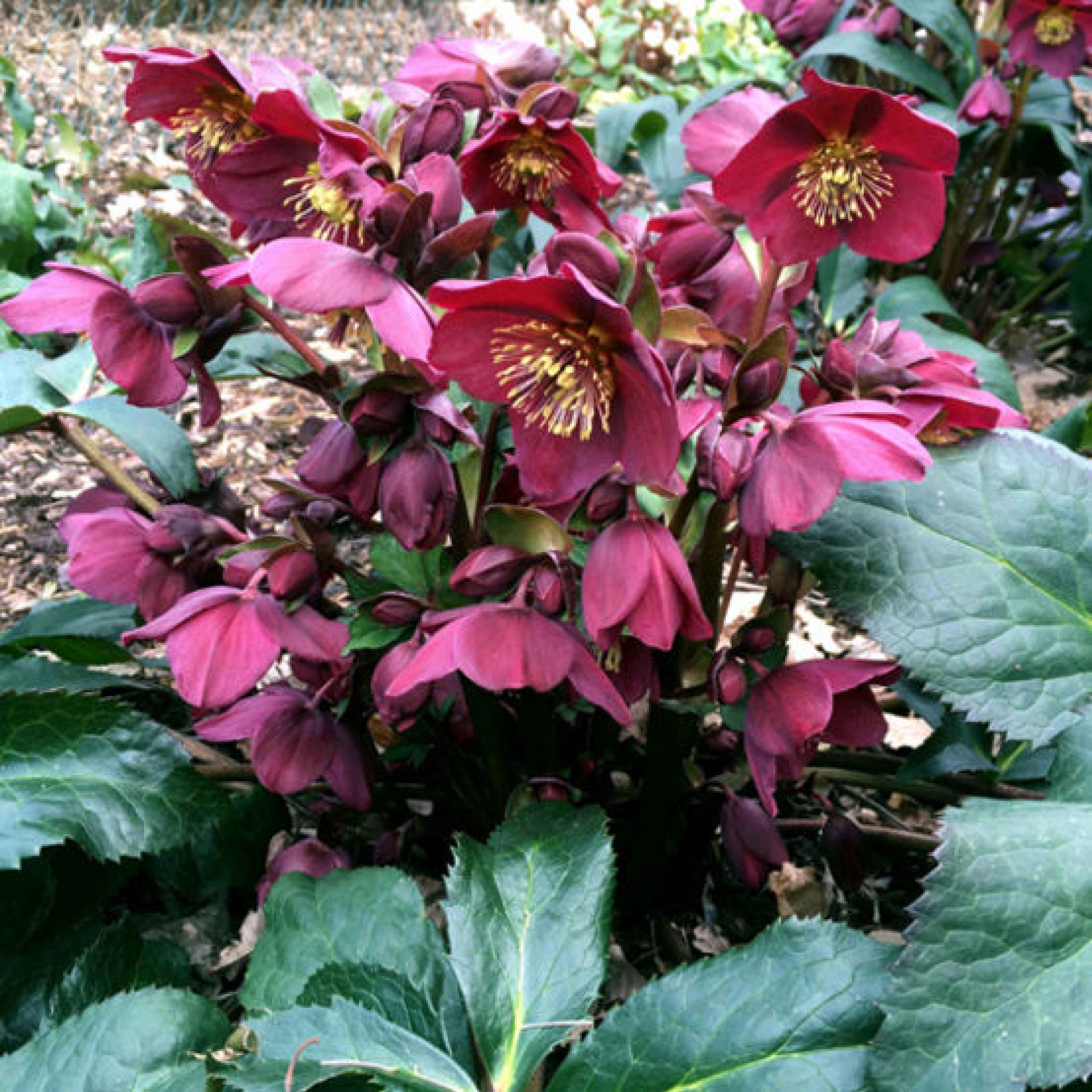 Helleborus x glandorfensis Ice n’ Roses ‘ early Red ‘