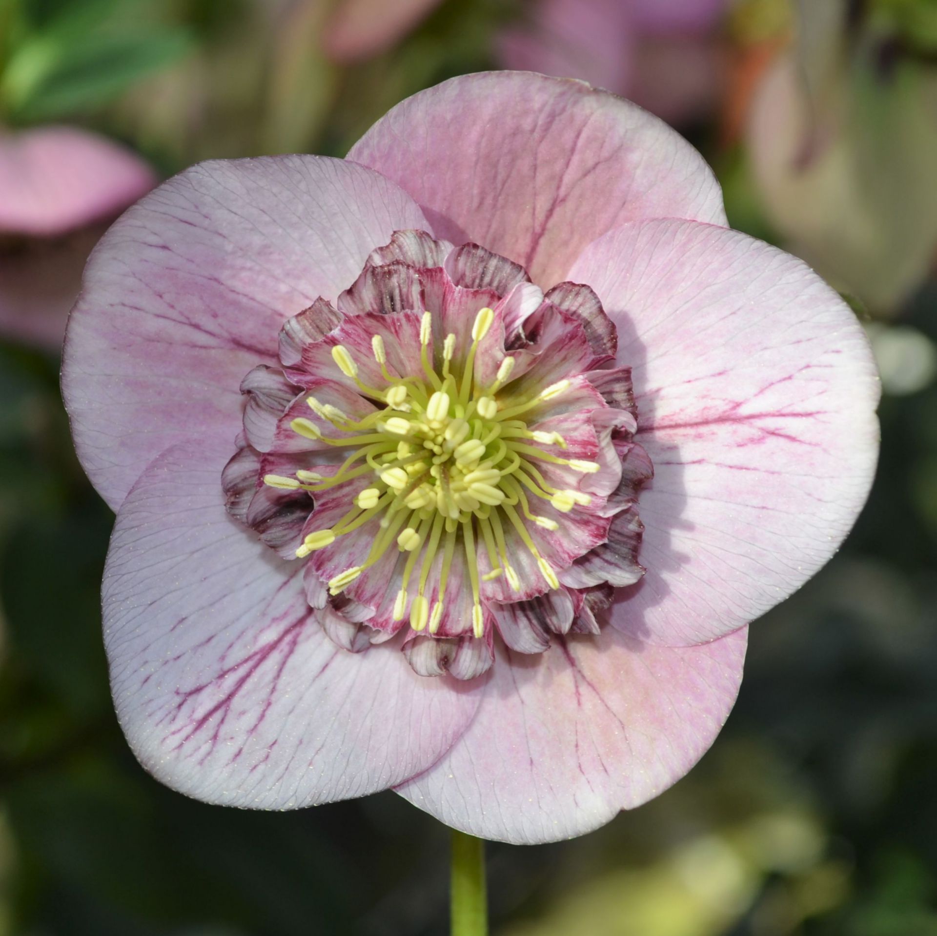 Морозник Helleborus Anemone Picotee Red