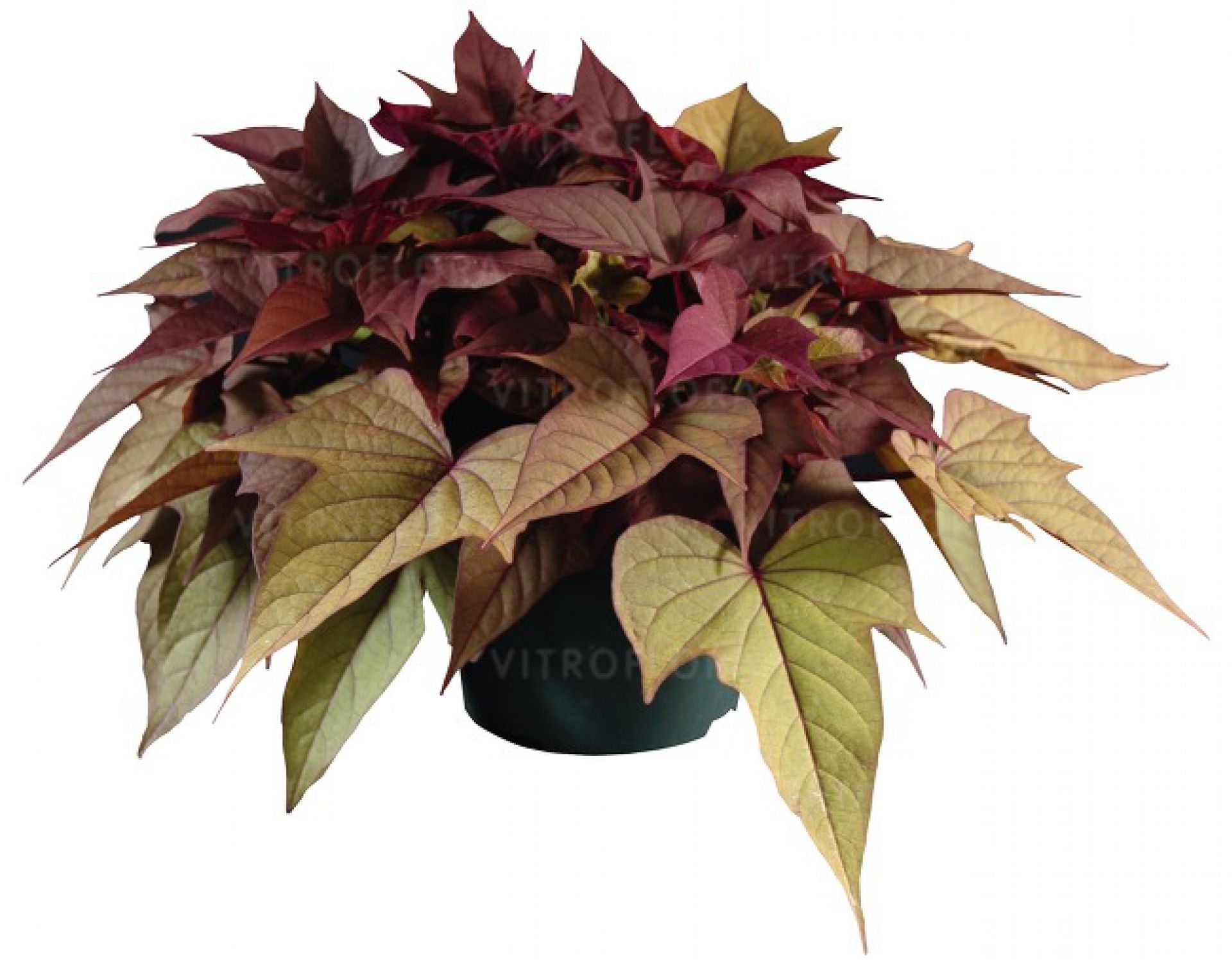 Ipomea batatas 'Rusty Red' - - - Centrum Ogrodnicze Joanna Kowalska