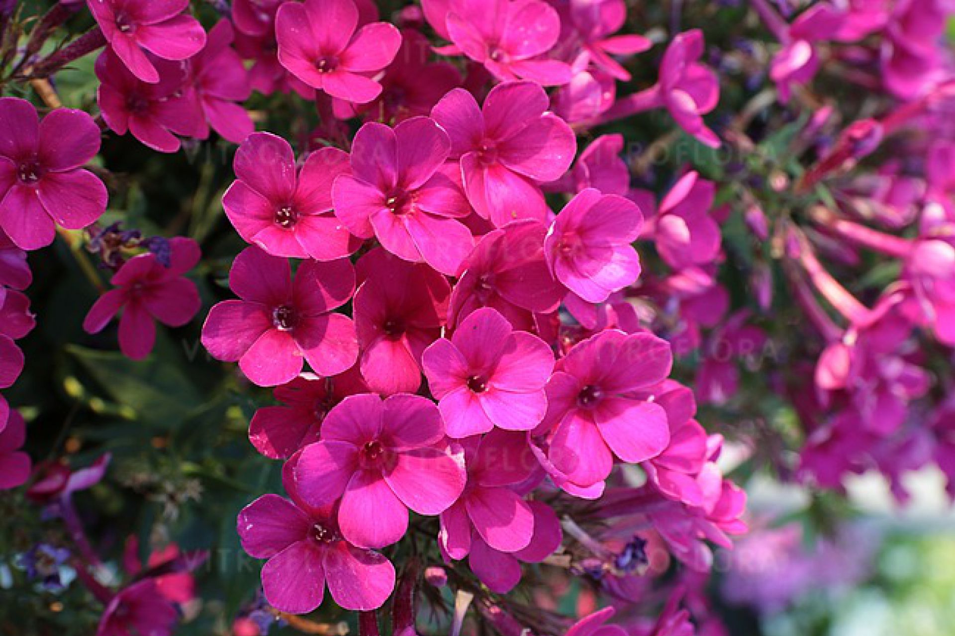 Флокс early cerise фото и описание